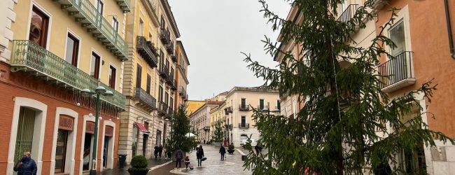 Natale a Benevento, ecco gli abeti rossi in citta’. La proposta di Legambiente