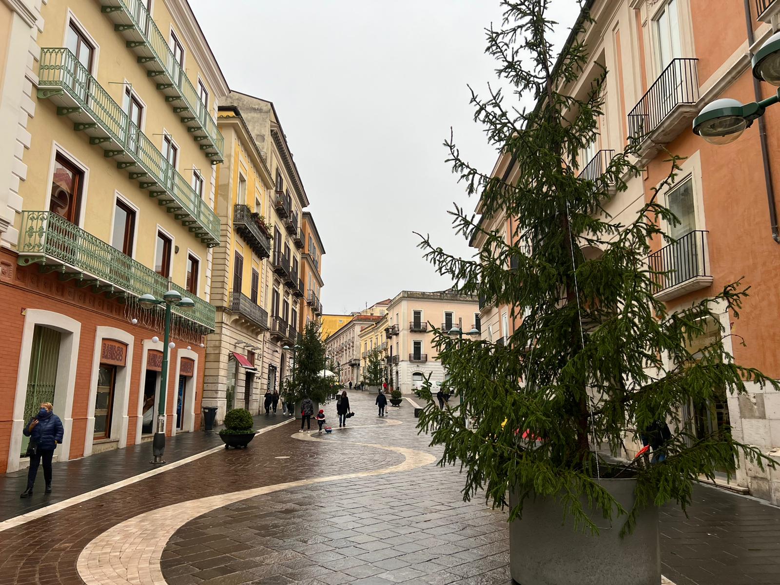 Natale a Benevento, ecco gli abeti rossi in citta’. La proposta di Legambiente