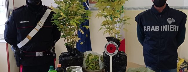 Guardia Sanframondi|I Carabinieri arrestano un uomo che coltivava marijuana