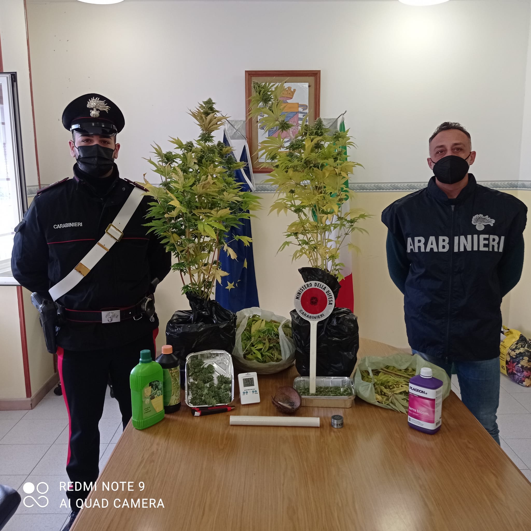 Guardia Sanframondi|I Carabinieri arrestano un uomo che coltivava marijuana