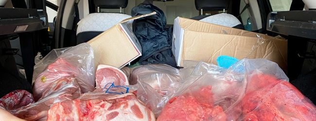 San Bartolomeo in Galdo| I Carabinieri denunciano due persone per trasporto di carne suina in cattivo stato di conservazione