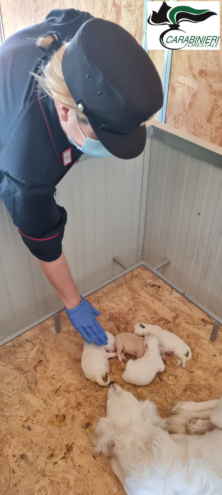 Benevento: cuccioli maltrattati e abbandonati in una scatola cercano casa. Denunciata una persona