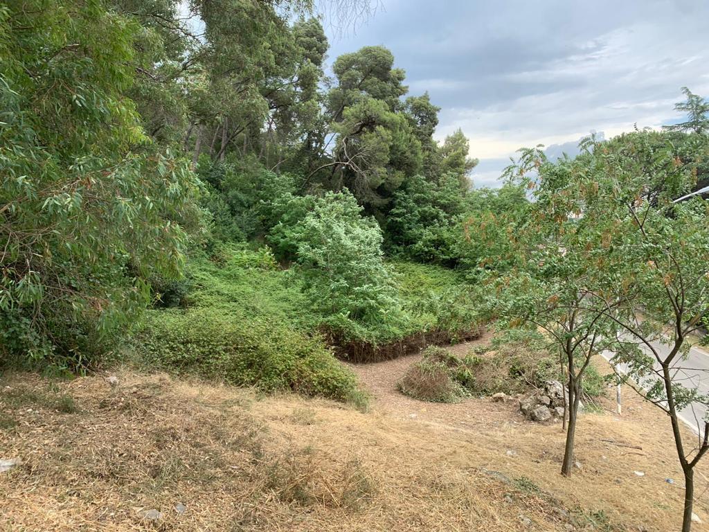 Telese Terme, manutenzione straordinaria della pineta di Monte Pugliano