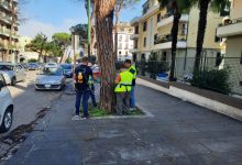 Test sulla stabilità degli alberi nel fine settimana a Pacevecchia e sul viale Atlantici: “Necessari per gestire i rischi”