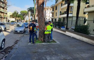 Test sulla stabilità degli alberi nel fine settimana a Pacevecchia e sul viale Atlantici: “Necessari per gestire i rischi”