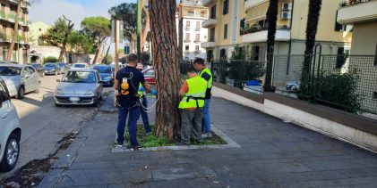 Test sulla stabilità degli alberi nel fine settimana a Pacevecchia e sul viale Atlantici: “Necessari per gestire i rischi”