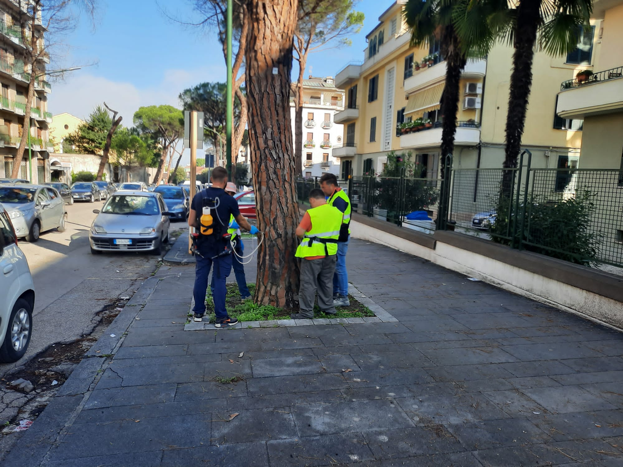 Test sulla stabilità degli alberi nel fine settimana a Pacevecchia e sul viale Atlantici: “Necessari per gestire i rischi”