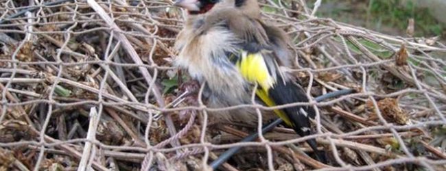 Benevento| Cardellino imprigionato e legato per il petto e le zampe: denunciato 65enne napoletano