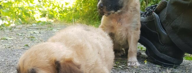 Mirabella Eclano| Cuccioli abbandonati in una scarpata salvati dai vigili del fuoco