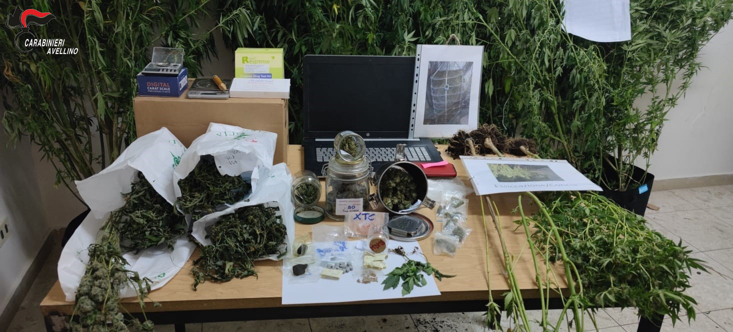 Ospedaletto d’Alpinolo| Carabinieri scoprono piantagione di marijuana: arrestato un 61enne