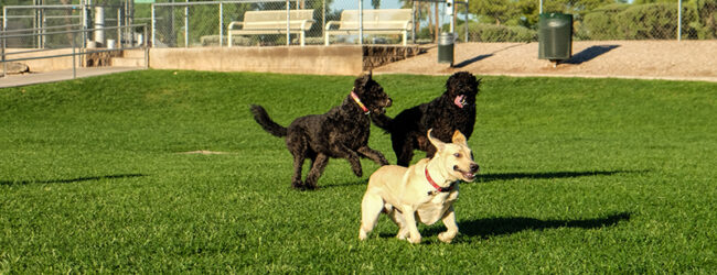 Telese Terme, città Pet-Friendly: arriva il Dog-Park