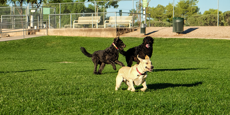 Telese Terme, città Pet-Friendly: arriva il Dog-Park