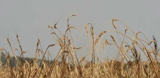 In Campania un nuovo presidio Slow Food: è il grano marzellina prodotto nelle province di Avellino e Benevento