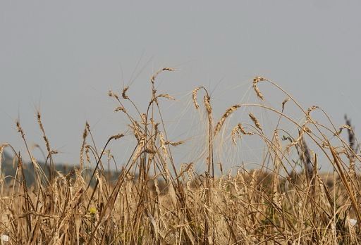 In Campania un nuovo presidio Slow Food: è il grano marzellina prodotto nelle province di Avellino e Benevento