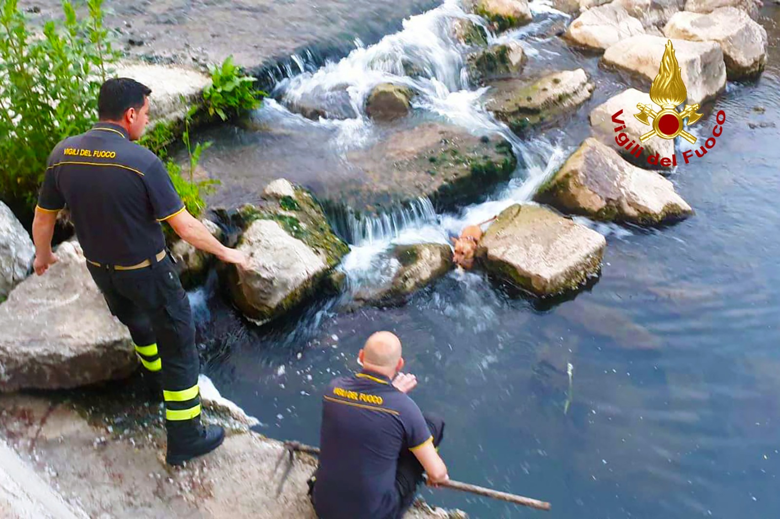 Cucciolo cade nel fiume Ofanto, salvato dai Vigili del Fuoco