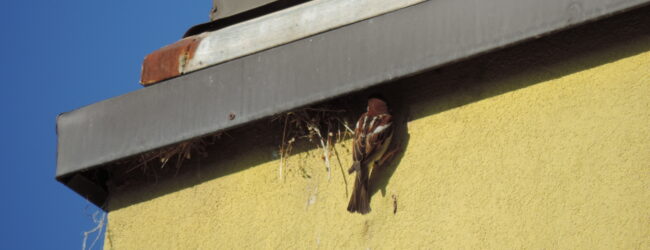 Lipu Sannio, durante i lavori di demolizione salvati nidi di passera alla scuola ‘Marco Polo’