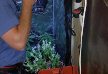 Sant’Andrea di Conza, i carabinieri intervengono per un furto e trovano una serra indoor di marijuana: denunciato 34enne