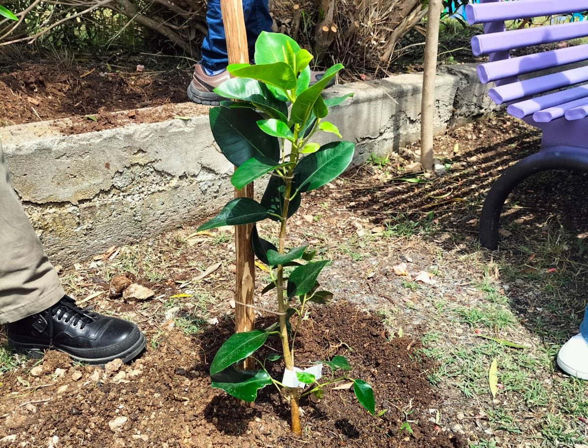 Solopaca, il SAI presente alla piantumazione dell’Albero di Falcone