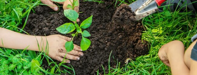 Fitofarmaci: in Campania risulta non in regola un’attività su quattro