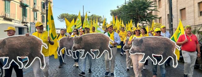 Basta cinghiali, Coldiretti Campania al lavoro con politici ed agricoltori per uscire dall’emergenza