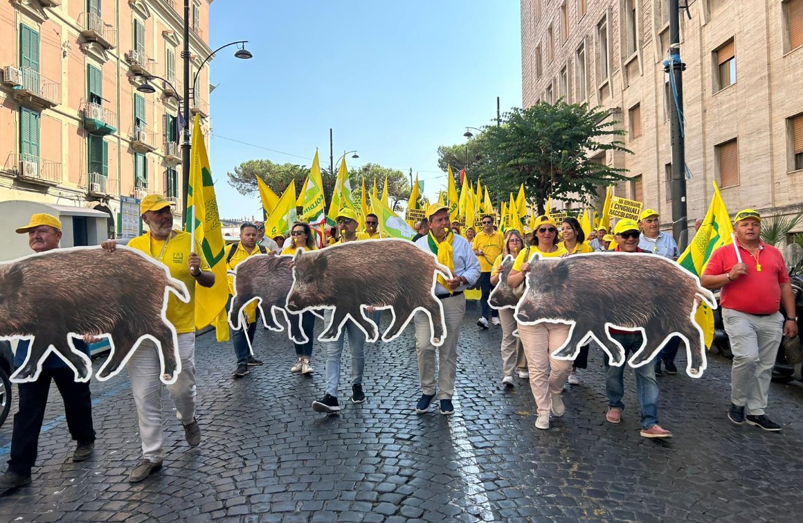 Basta cinghiali, Coldiretti Campania al lavoro con politici ed agricoltori per uscire dall’emergenza