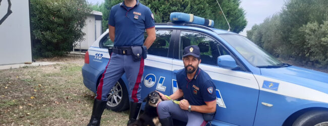 #senontiportononparto, la campagna della Polizia contro l’abbandono degli animali