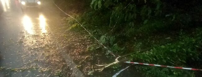 Nubifragio in città: un incidente a Port’Arsa, albero caduto a Pontecorvo