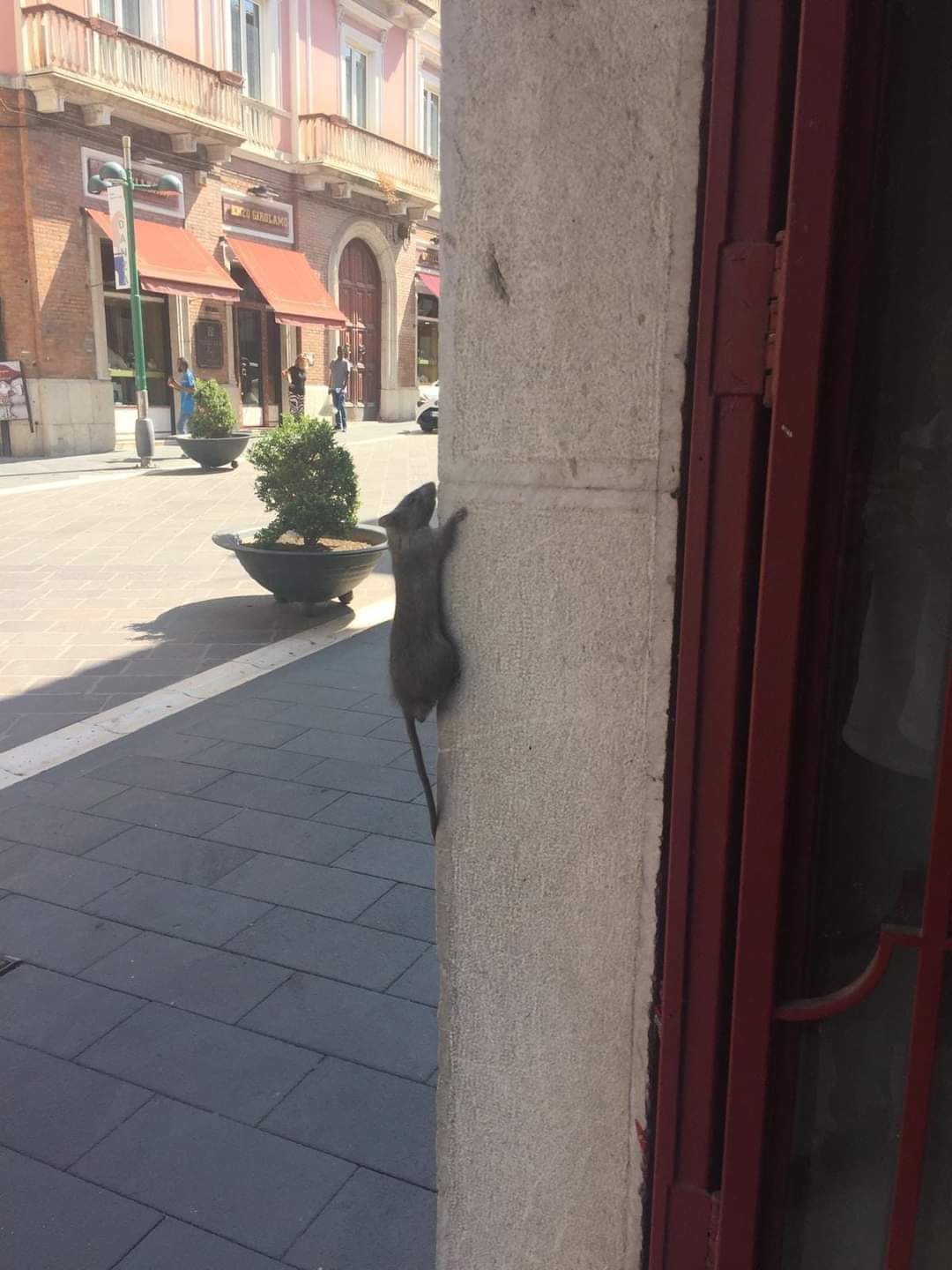 Topo al corso Garibaldi,la foto diventa virale sui social