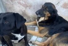 Solopaca: il 12 settembre incontro al comune per ricordare Miguel e Sofì, i due cani uccisi a fucilate