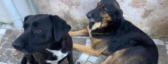 Solopaca: il 12 settembre incontro al comune per ricordare Miguel e Sofì, i due cani uccisi a fucilate