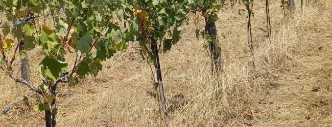 Unci AgroAlimentare: emergenza siccità per agricoltura, intervengano istituzioni