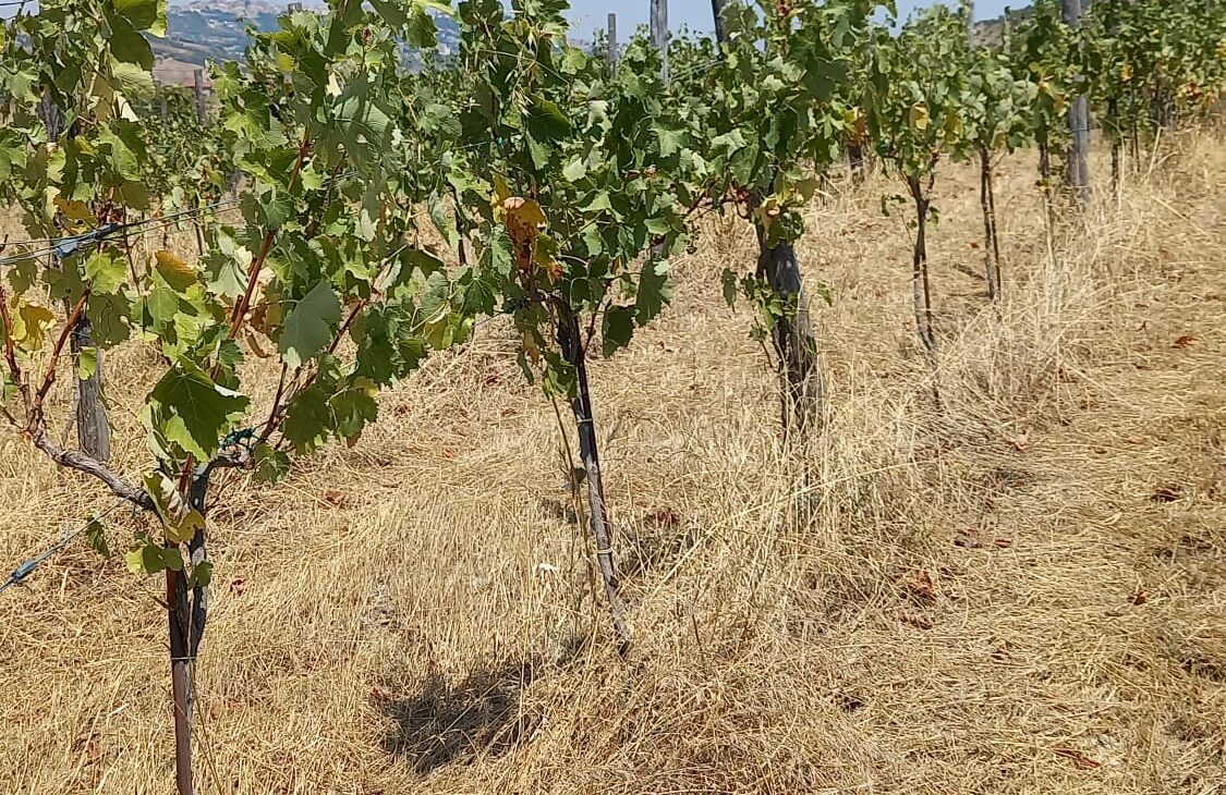 Unci AgroAlimentare: emergenza siccità per agricoltura, intervengano istituzioni