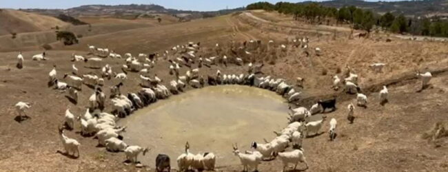 Coduti (Pd): crisi idrica, conseguenze per il settore agricolo delle aree interne