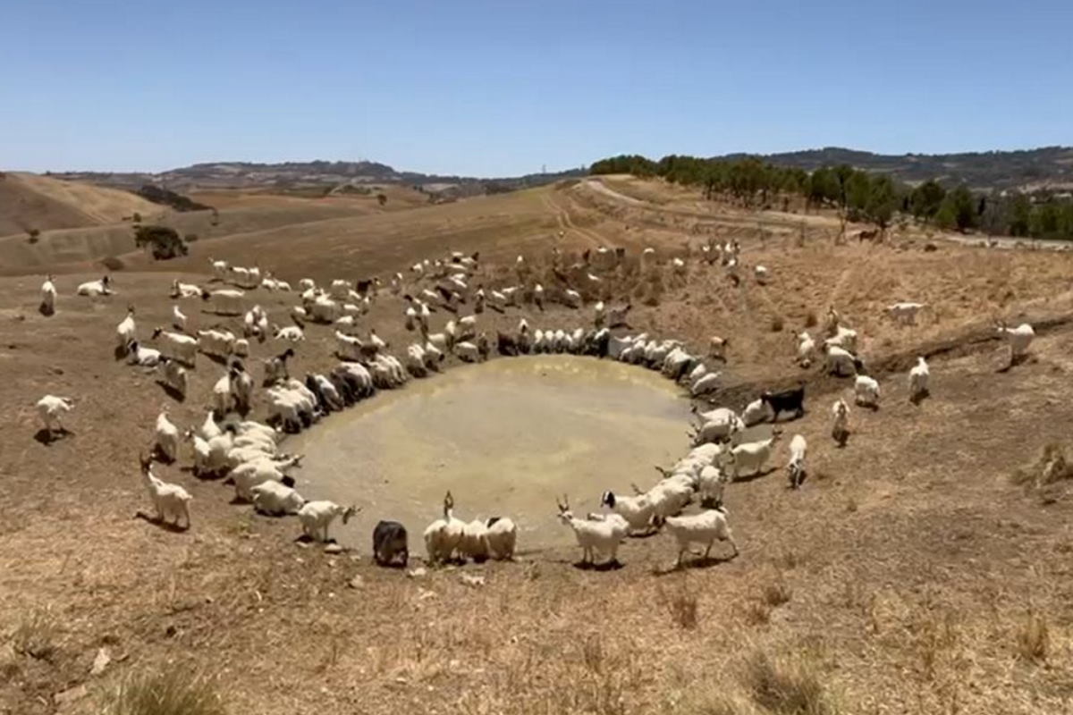 Coduti (Pd): crisi idrica, conseguenze per il settore agricolo delle aree interne