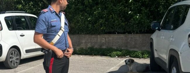 Denunciato a Serino un uomo per abbandono di tre cani meticci