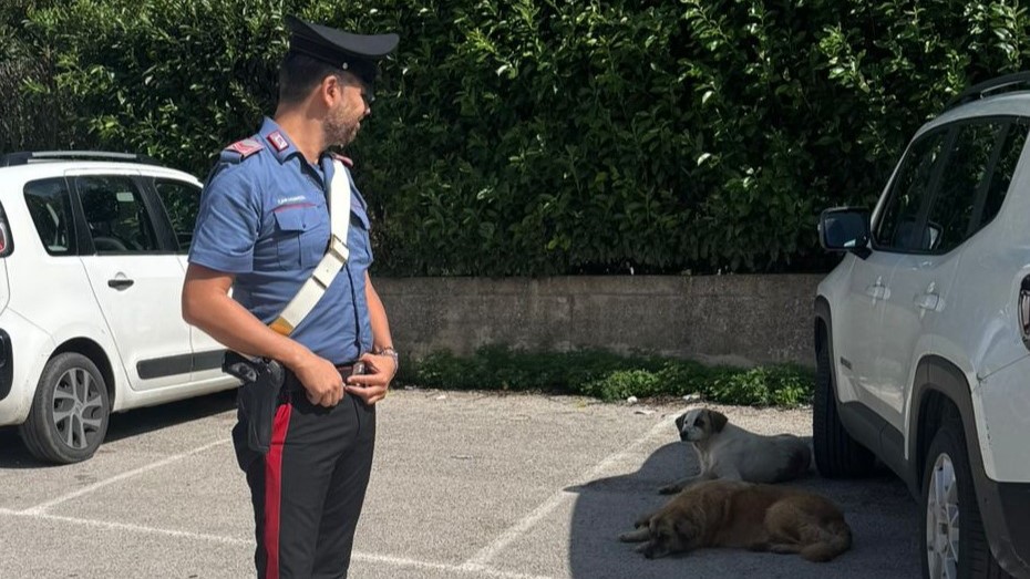 Denunciato a Serino un uomo per abbandono di tre cani meticci