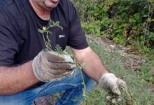 Piante spinose lungo la pista a Pantano,SOS di Malevento Sport