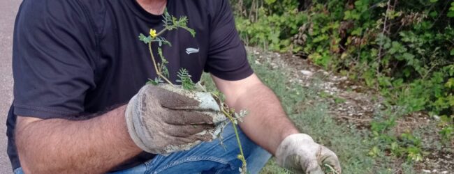 Piante spinose lungo la pista a Pantano,SOS di Malevento Sport