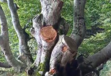 Reati contro il patrimonio boschivo, sul caso dei Monti Picentini interviene anche il Gruppo Unitario Foreste Italiane