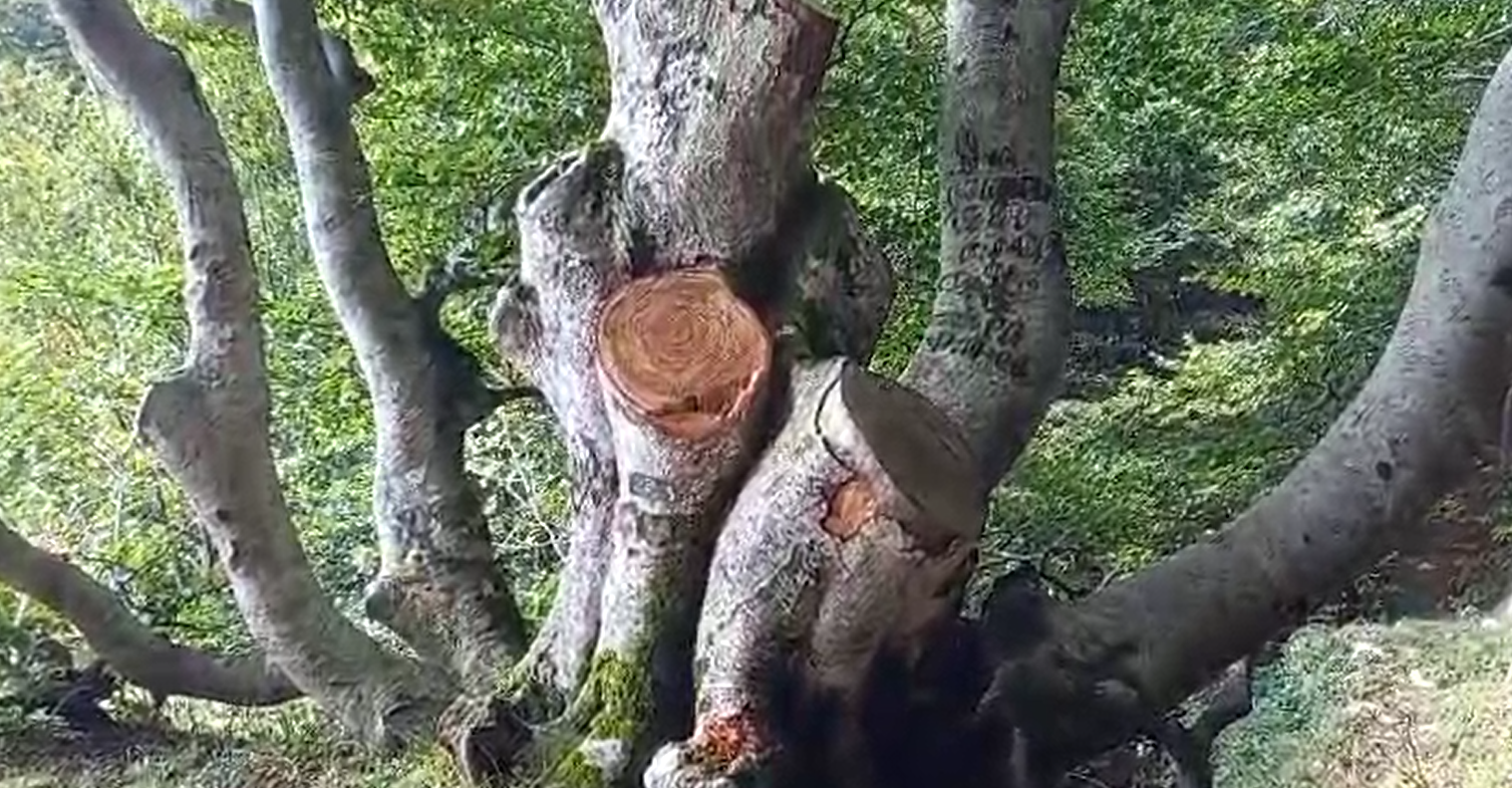 Reati contro il patrimonio boschivo, sul caso dei Monti Picentini interviene anche il Gruppo Unitario Foreste Italiane