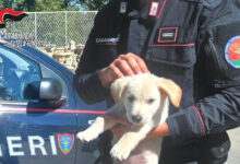 Carabinieri scoprono traffico illecito di cuccioli a Montella: due cagnolini salvati