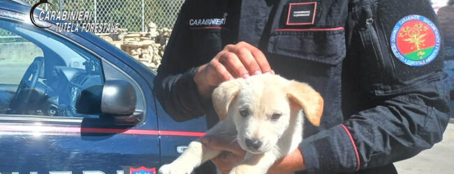 Carabinieri scoprono traffico illecito di cuccioli a Montella: due cagnolini salvati