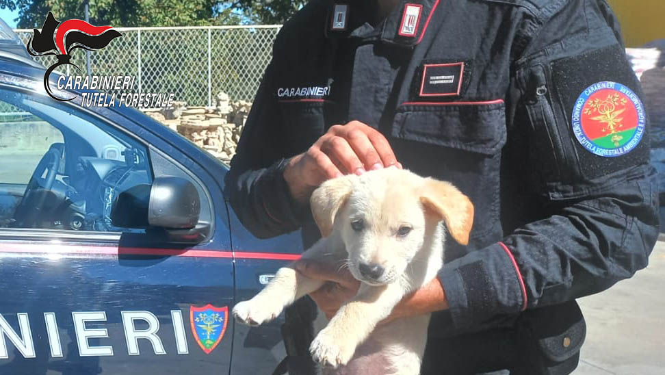 Carabinieri scoprono traffico illecito di cuccioli a Montella: due cagnolini salvati