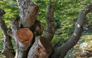 Picentini, taglio illegale fuori controllo: ASA Montella chiede l’intervento del Ministero dell’Ambiente