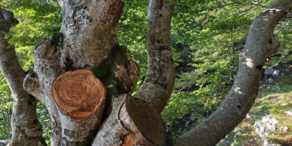 Picentini, taglio illegale fuori controllo: ASA Montella chiede l’intervento del Ministero dell’Ambiente