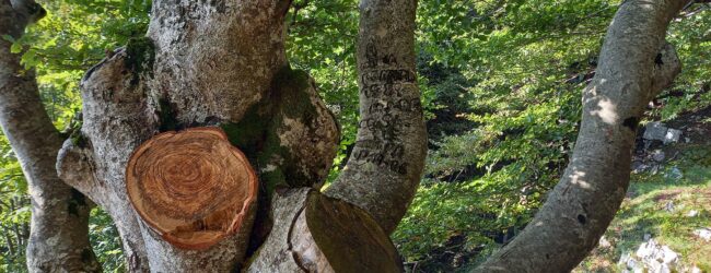 Picentini, taglio illegale fuori controllo: ASA Montella chiede l’intervento del Ministero dell’Ambiente