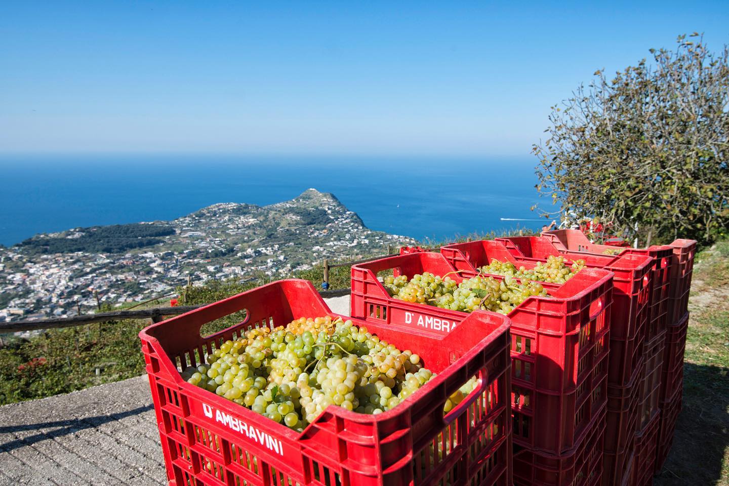 Coldiretti, lavoro nei campi italiani: serve manovalanza anche in Campania