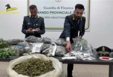 Sequestro di marijuana da 550mila euro: piantagione scoperta nel Sannio