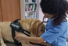 Ceppaloni, al via la sterilizzazione gratuita di 55 cani: iniziativa per contrastare il randagismo