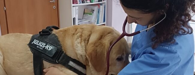 Ceppaloni, al via la sterilizzazione gratuita di 55 cani: iniziativa per contrastare il randagismo